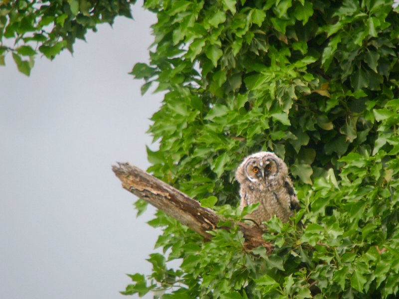 BB Hibou moyen duc photo Laurent Chasserieau